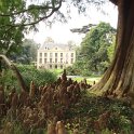 Taxodium distichum pneumatophores